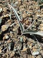 Image of Talus Fritillary