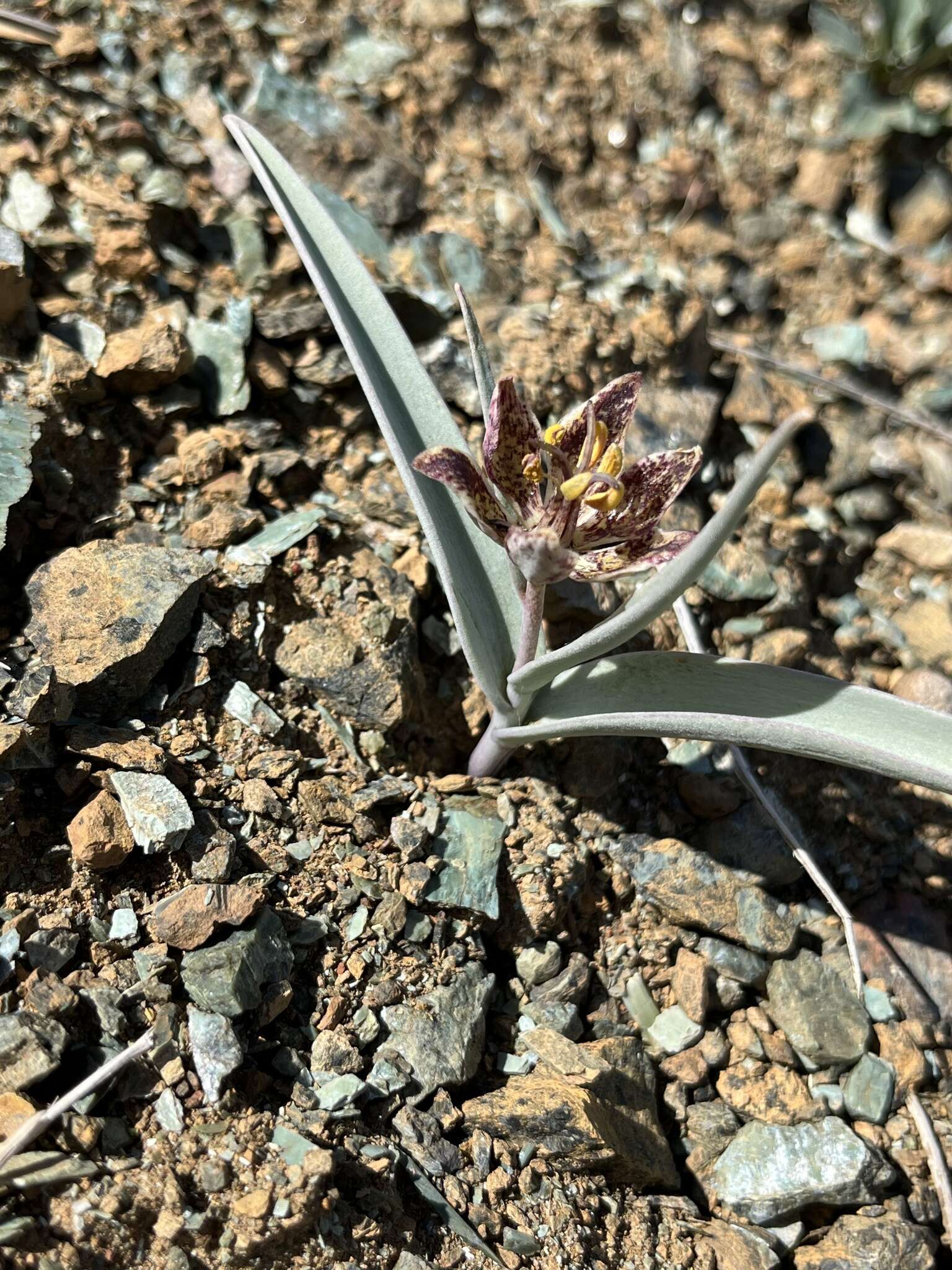 Image of Talus Fritillary