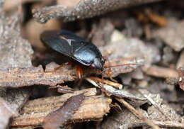 Image of Delochilocoris illuminatus (Distant 1893)