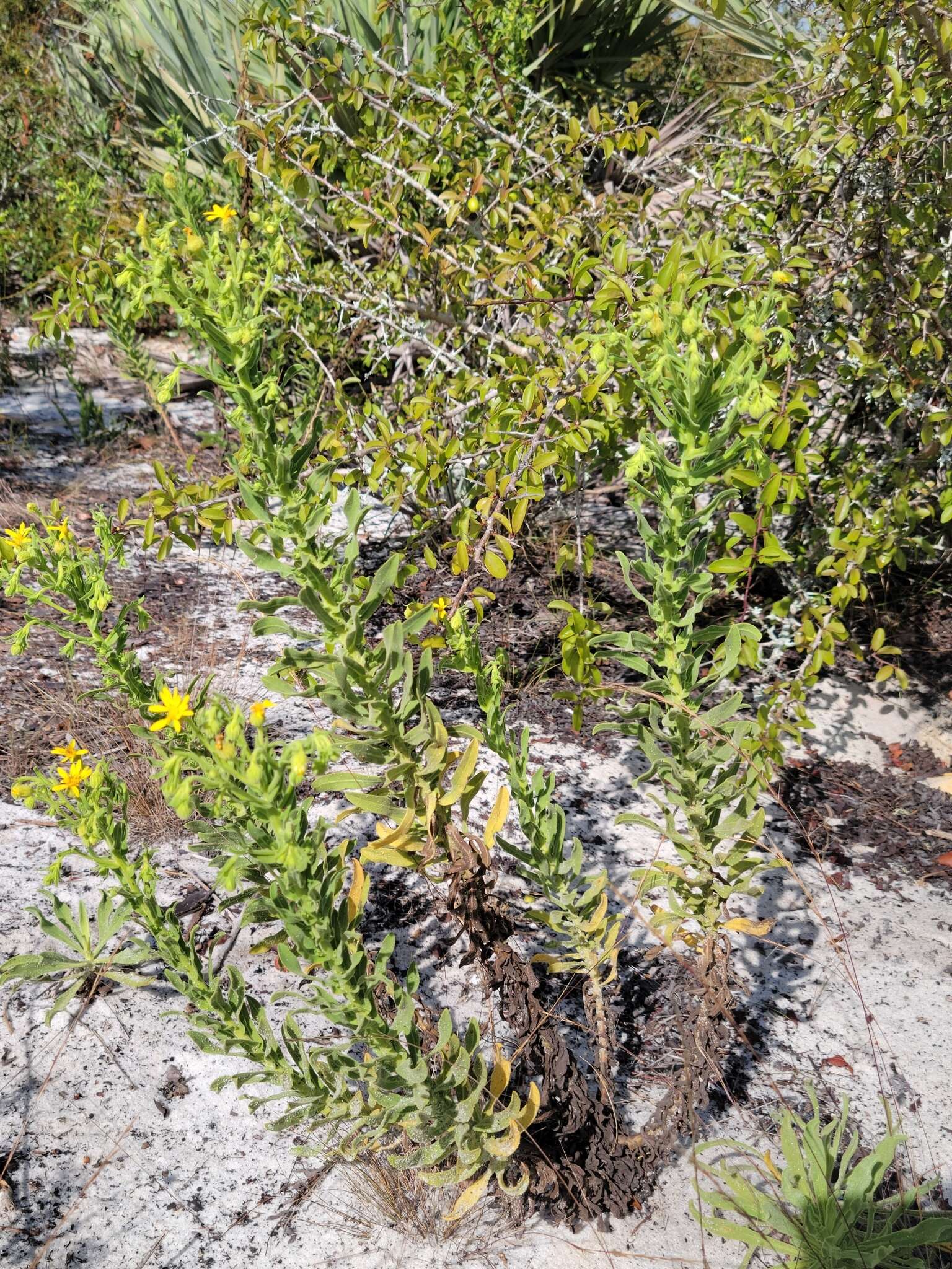 Chrysopsis delaneyi Wunderlin & Semple resmi