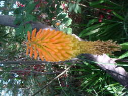 Kniphofia uvaria (L.) Oken resmi