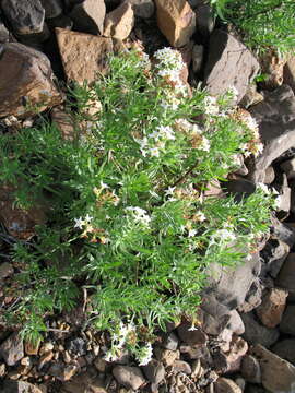 Image of Siberian sea rosemary