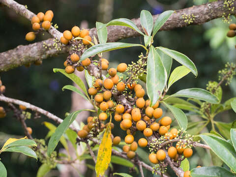 Sivun Pittosporum resiniferum Hemsl. kuva