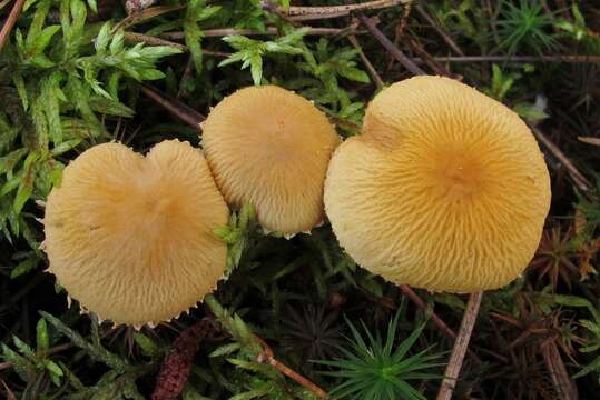 Image de Cystoderma amianthinum var. rugosoreticulatum (F. Lorinser) Bon