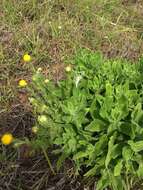 Image of Helichrysum aureum var. monocephalum (DC.) Hilliard