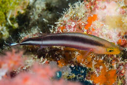 Image of Doublestriped dottyback