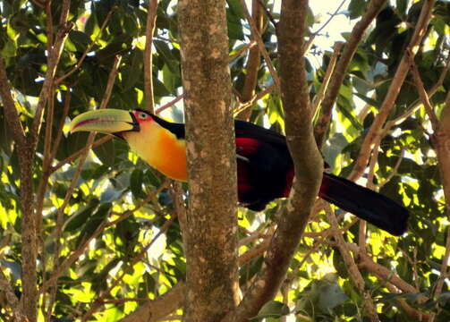 Image of Green-billed Toucan