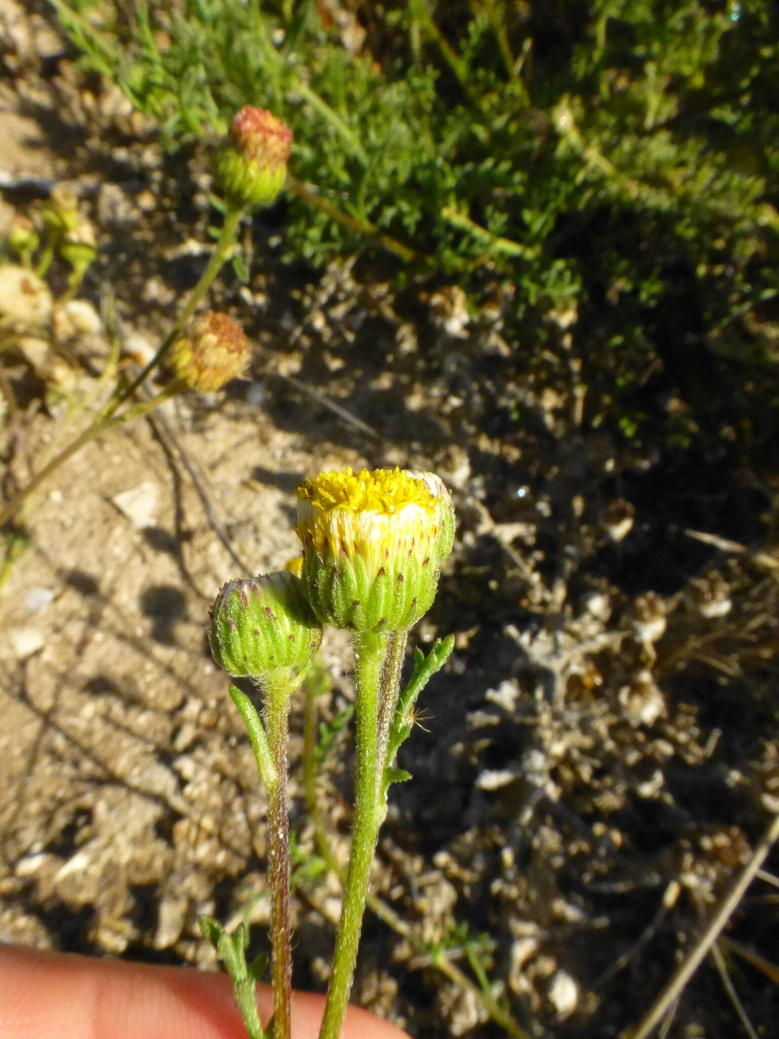 Image of Nidorella pinnatifida (Thunb.) J. C. Manning & Goldblatt