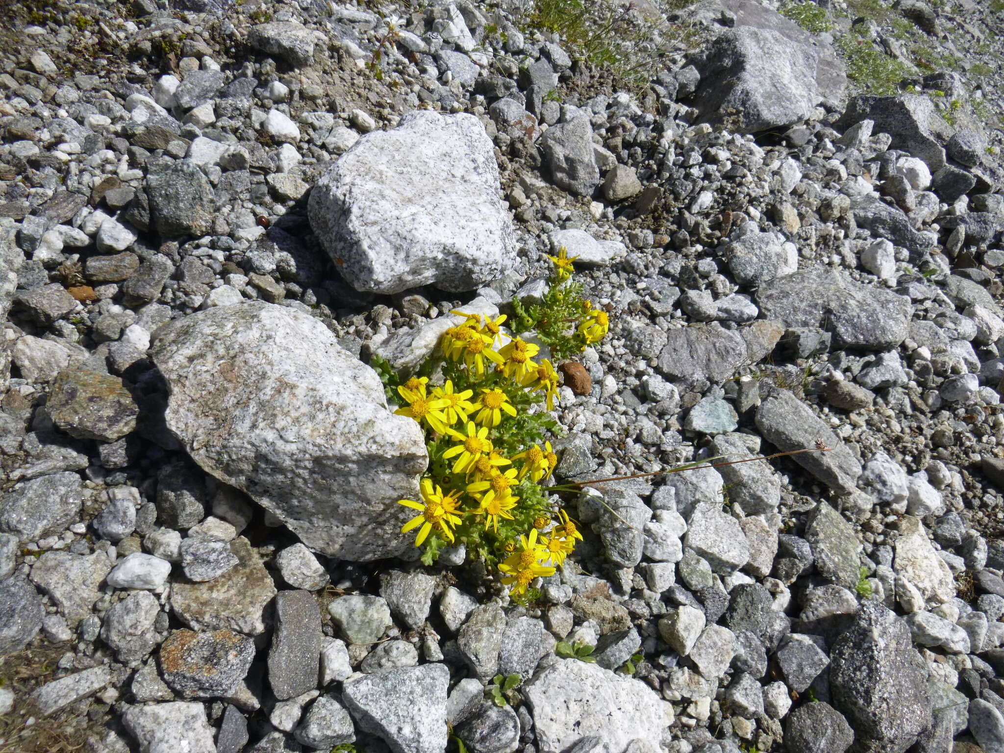 Plancia ëd Senecio leucanthemifolius subsp. caucasicus (DC.) Greuter