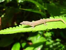 Image of Tobago Least Gecko