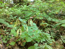 صورة Coronilla coronata L.