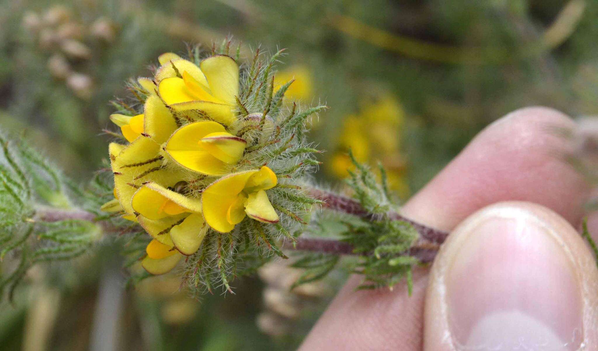 Image of Aspalathus araneosa L.