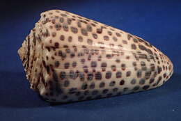 Image of Flea Cone