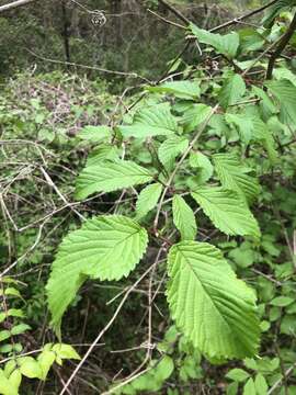 Image of Viburnum plicatum var. tomentosum (Thunb. ex Murray) Miq.