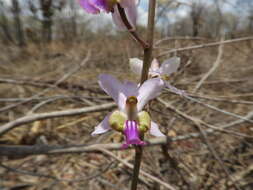 Image of Eulophia livingstoneana (Rchb. fil.) Summerh.