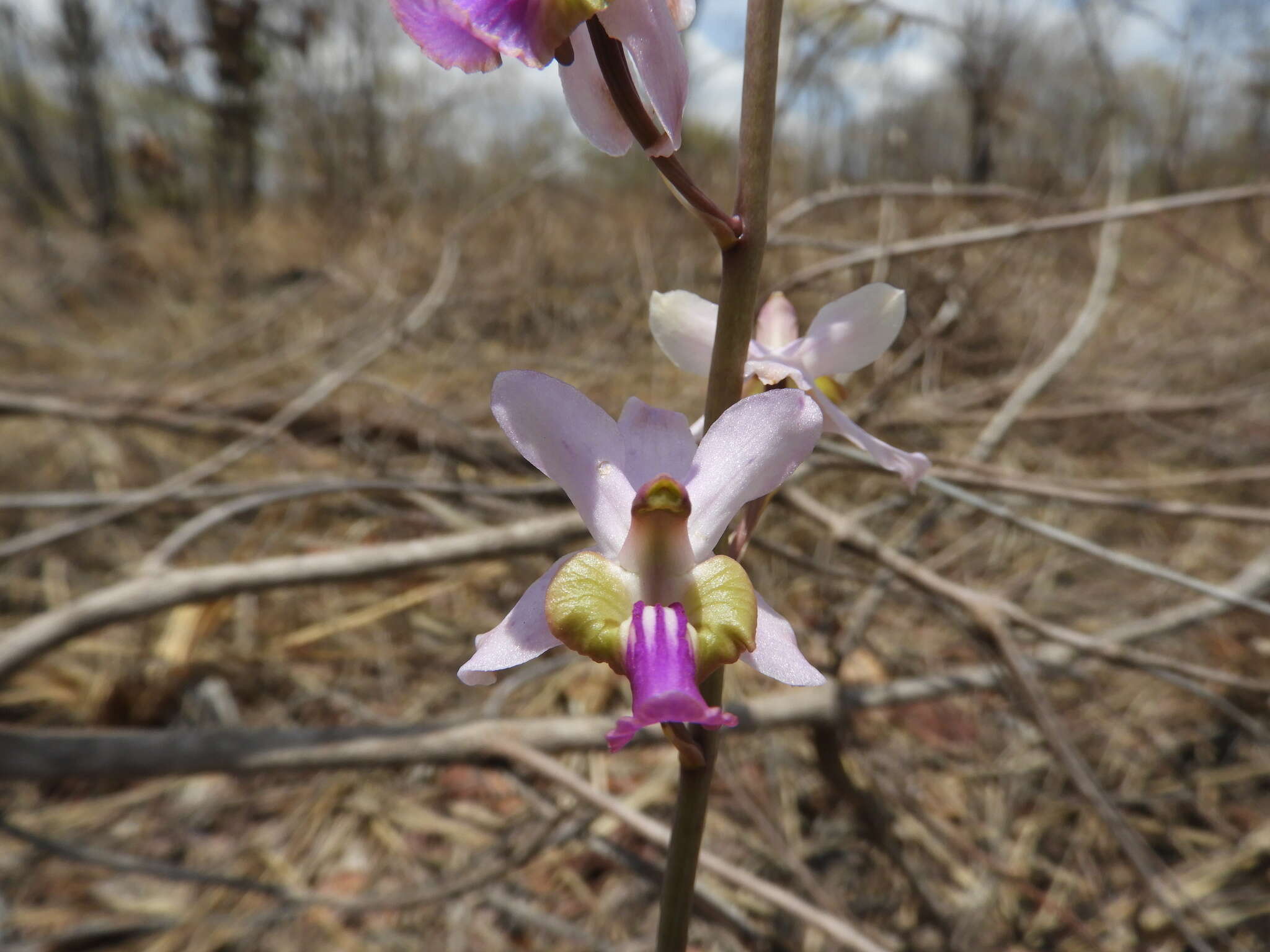 Image of Eulophia livingstoneana (Rchb. fil.) Summerh.