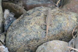 Image of Blandford's Semaphore Gecko