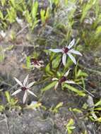 Image of Burchardia multiflora Lindl.