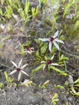 Image of Burchardia multiflora Lindl.