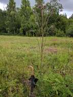 Imagem de Cirsium palustre (L.) Scop.