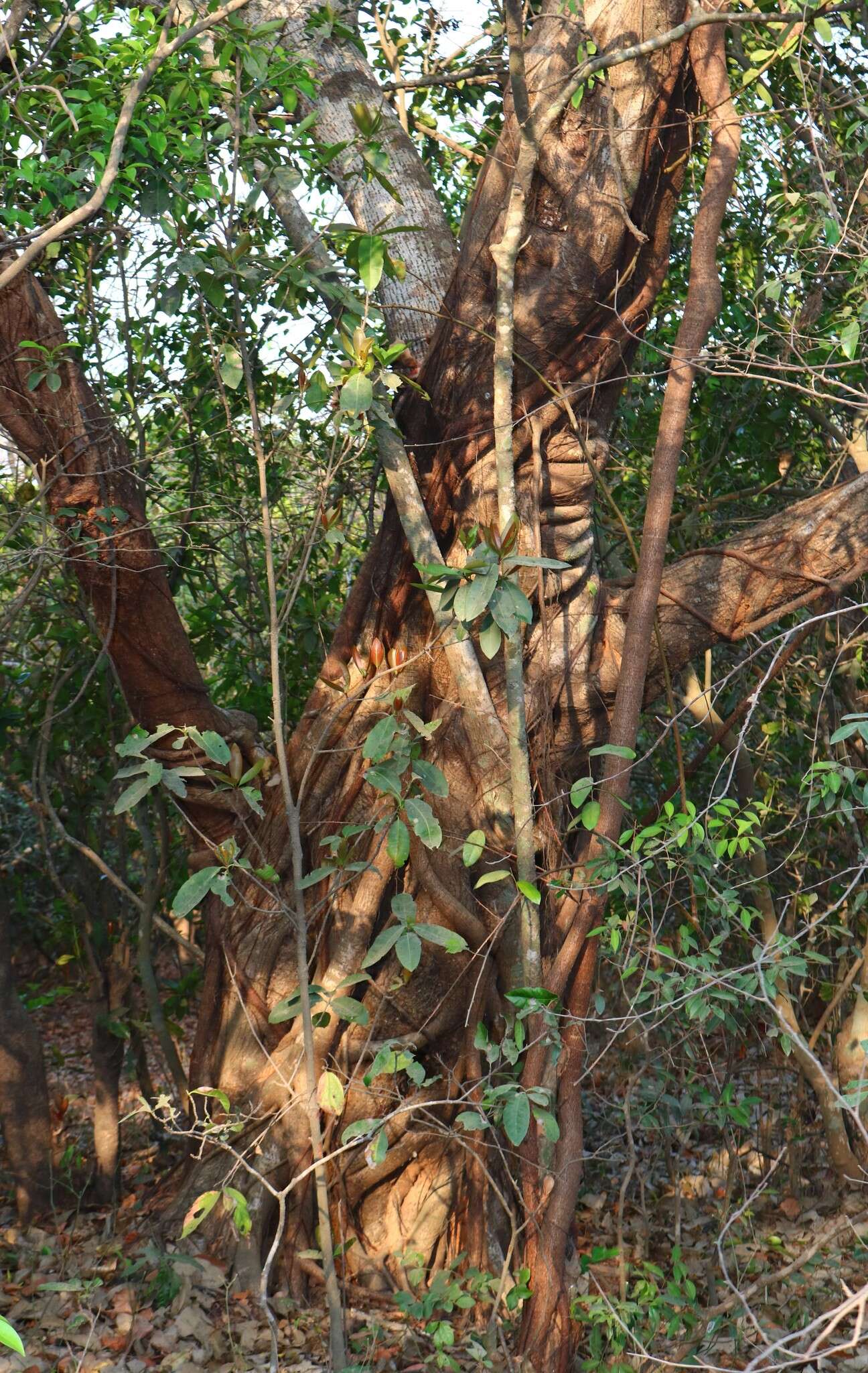 Image de Ficus tsjakela Burm. fil.