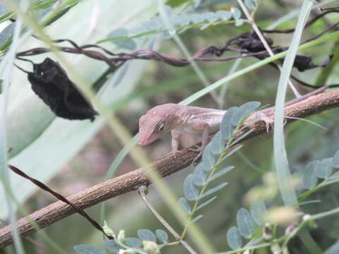 Image of Stripefoot Anole