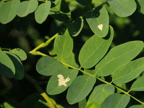 Image of Locust Digitate Leafminer