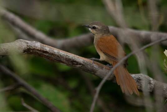 Image of Ochre-cheeked Spinetail