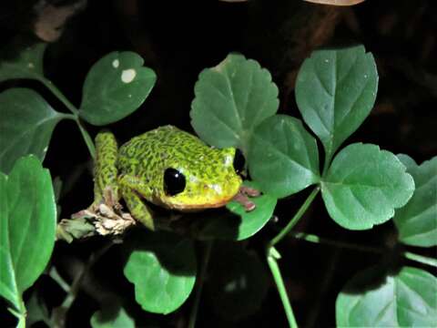 Image of Common Reed Frog