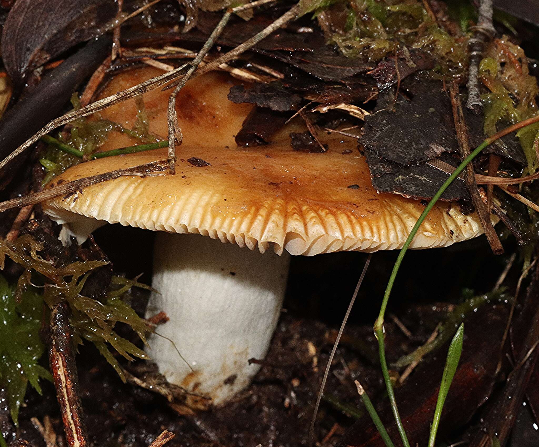 Image of Russula neerimea Grgur. 1997