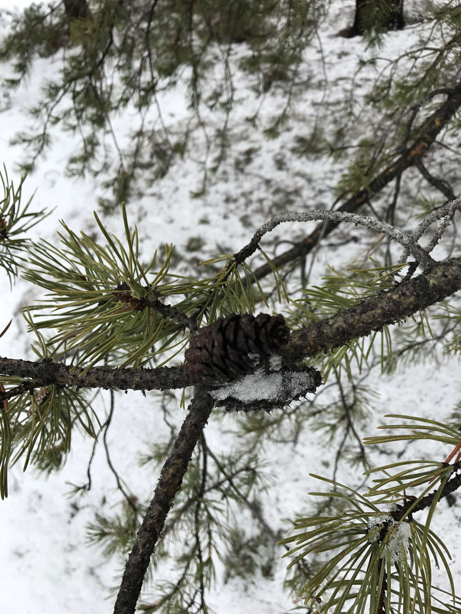 Imagem de Pinus contorta var. murrayana (Balf.) Engelm.