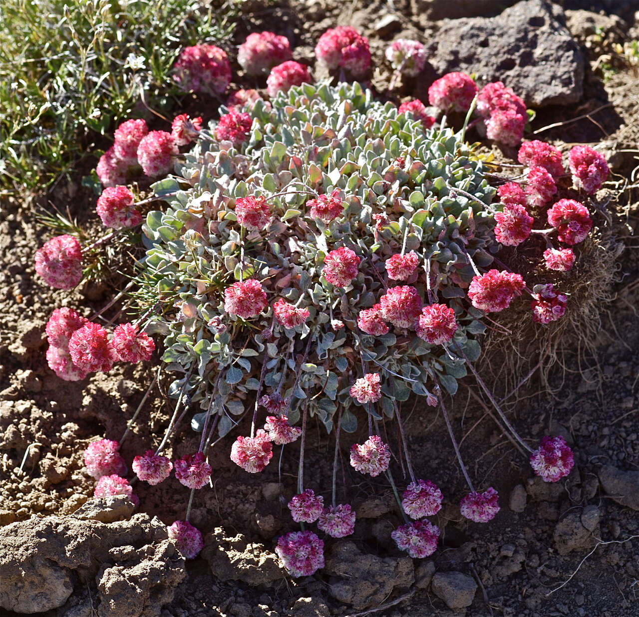 Image of Steens Mountain cushion buckwheat