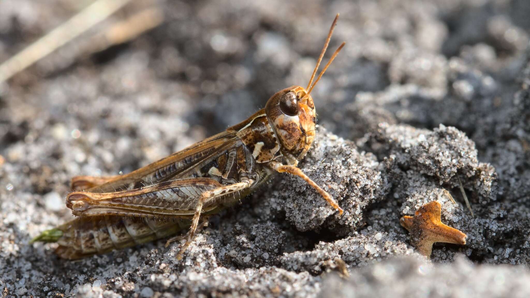 Image of Myrmeleotettix