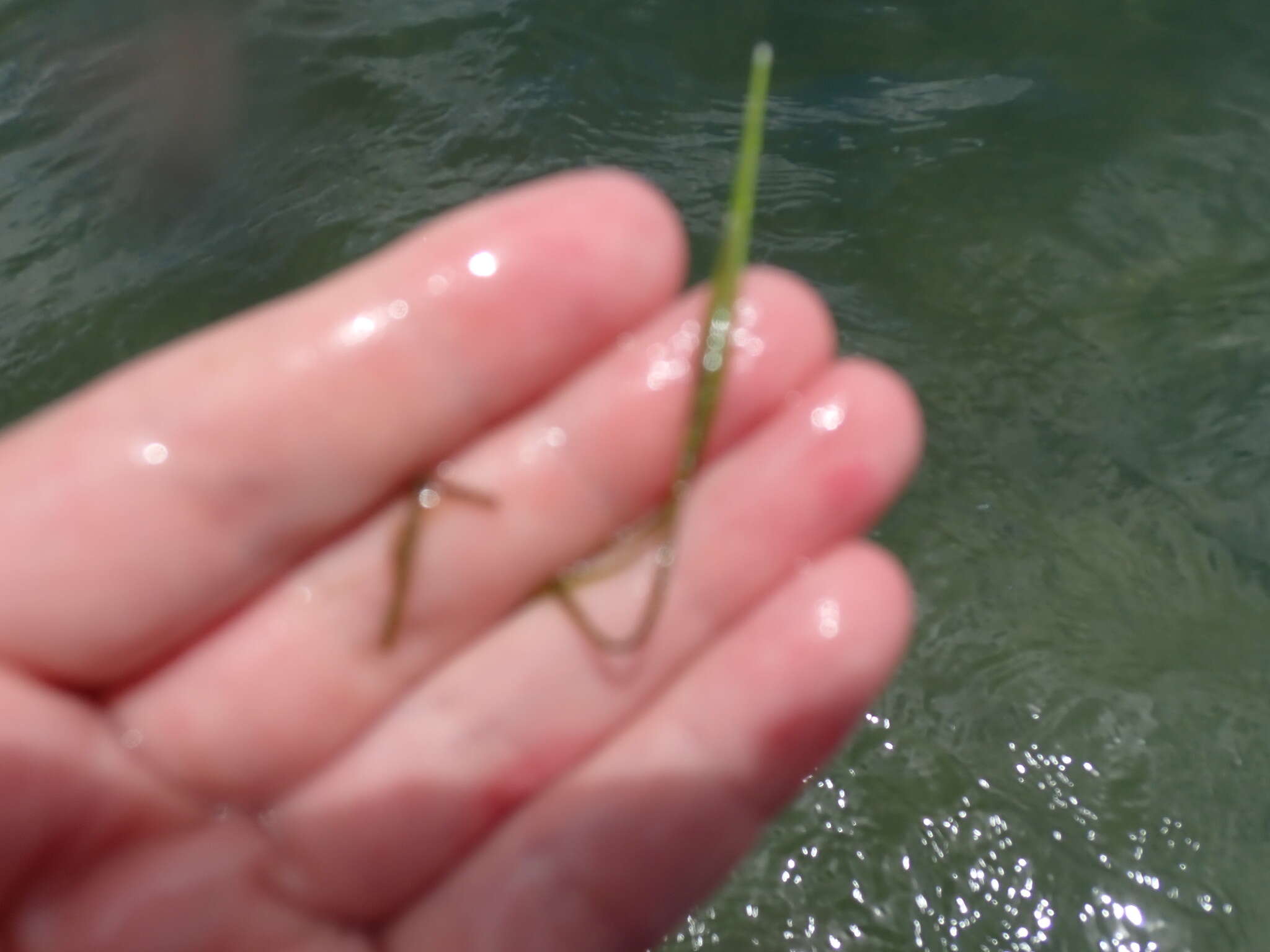 Image of Manatee Grass