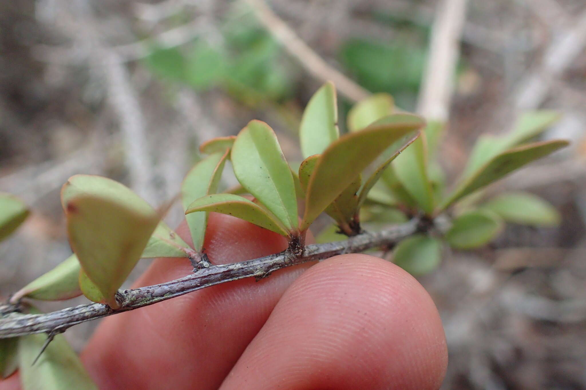 Image of Putterlickia pyracantha (L.) Szyszylowicz