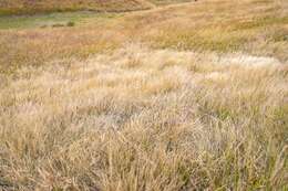 Image de Aristida rufescens Steud.