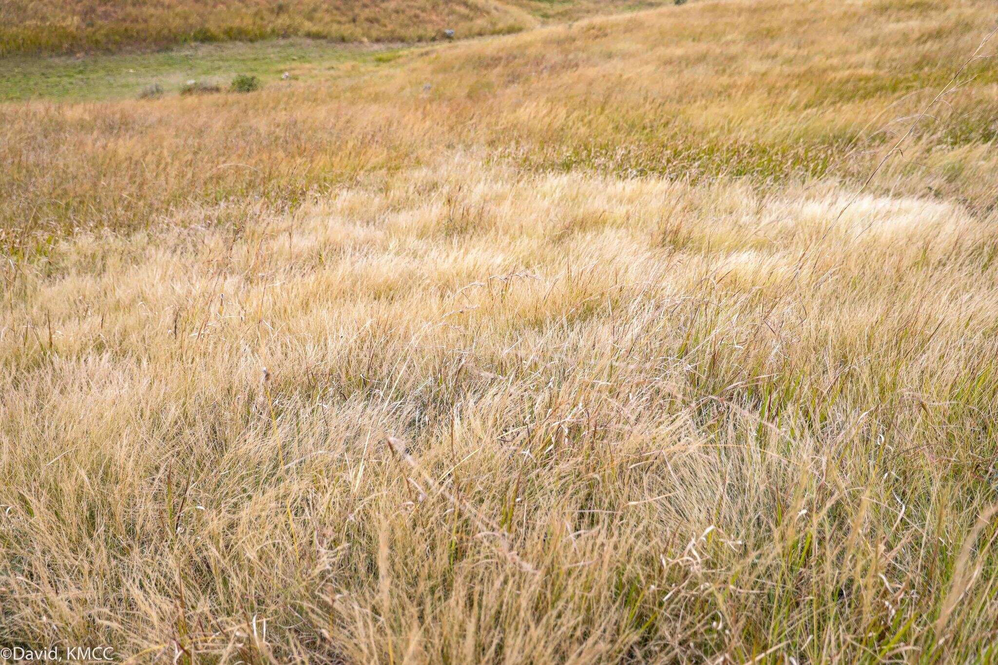 Image de Aristida rufescens Steud.