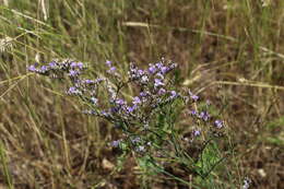 Image de Limonium sareptanum (A. Becker) Gams