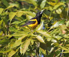 Image of Black-vented Oriole