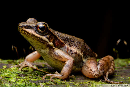 Plancia ëd Hylodes perplicatus (Miranda-Ribeiro 1926)