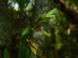 Imagem de Stelis segoviensis (Rchb. fil.) Pridgeon & M. W. Chase