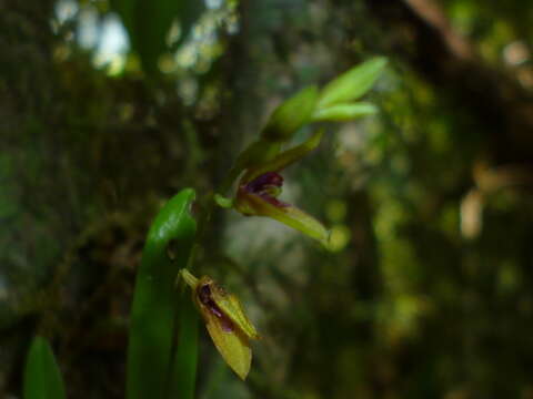 Image of Stelis segoviensis (Rchb. fil.) Pridgeon & M. W. Chase