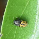 Image of Acmaeodera amoenula Fåhraeus ex Boheman 1851