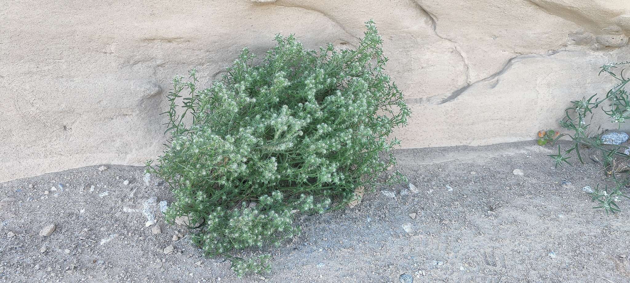 Image de Cryptantha maritima var. pilosa I. M. Johnst.