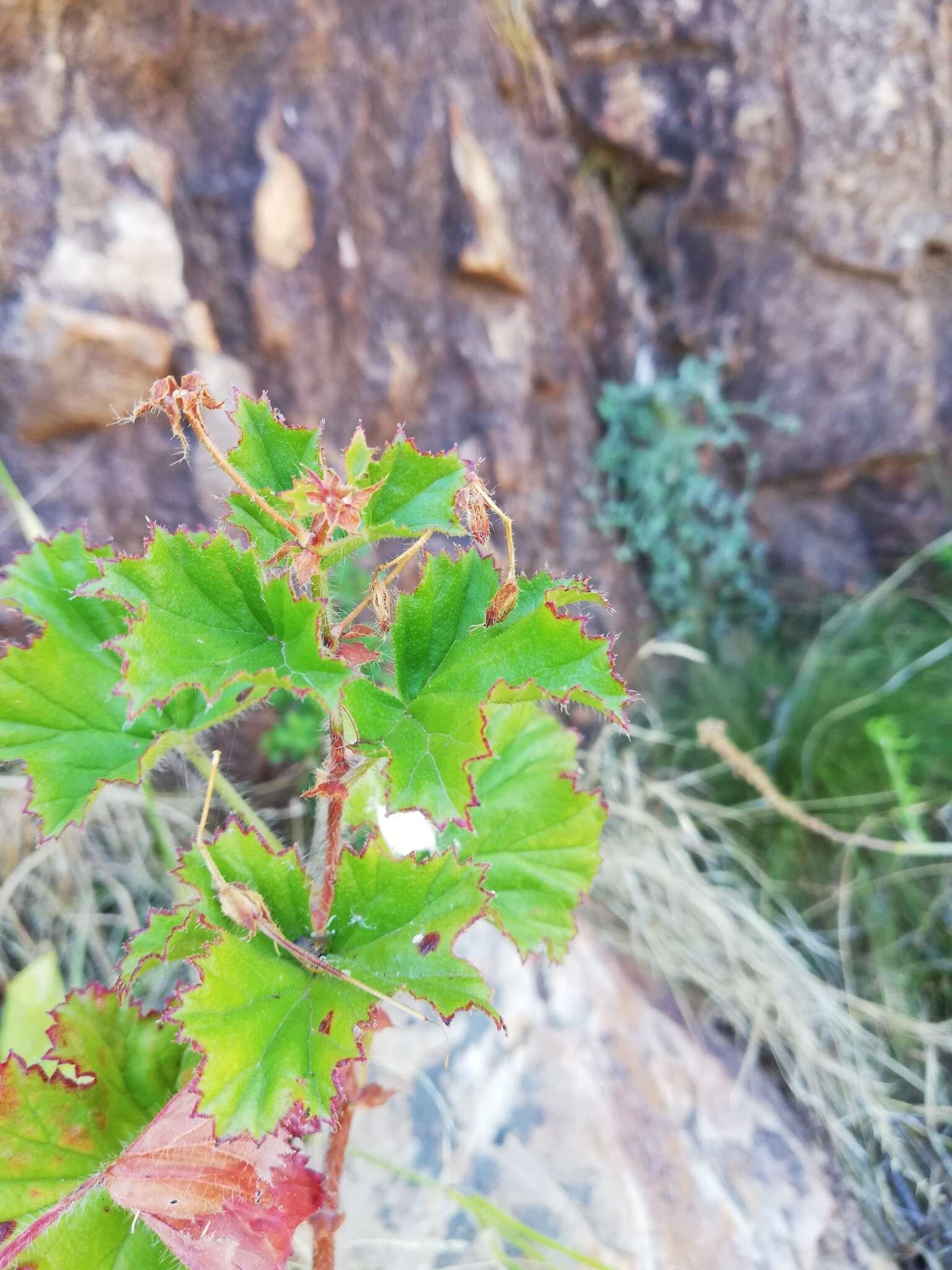 Image of Pelargonium sublignosum Knuth