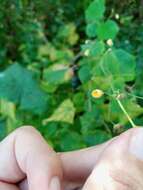 Image of big yellow velvetleaf