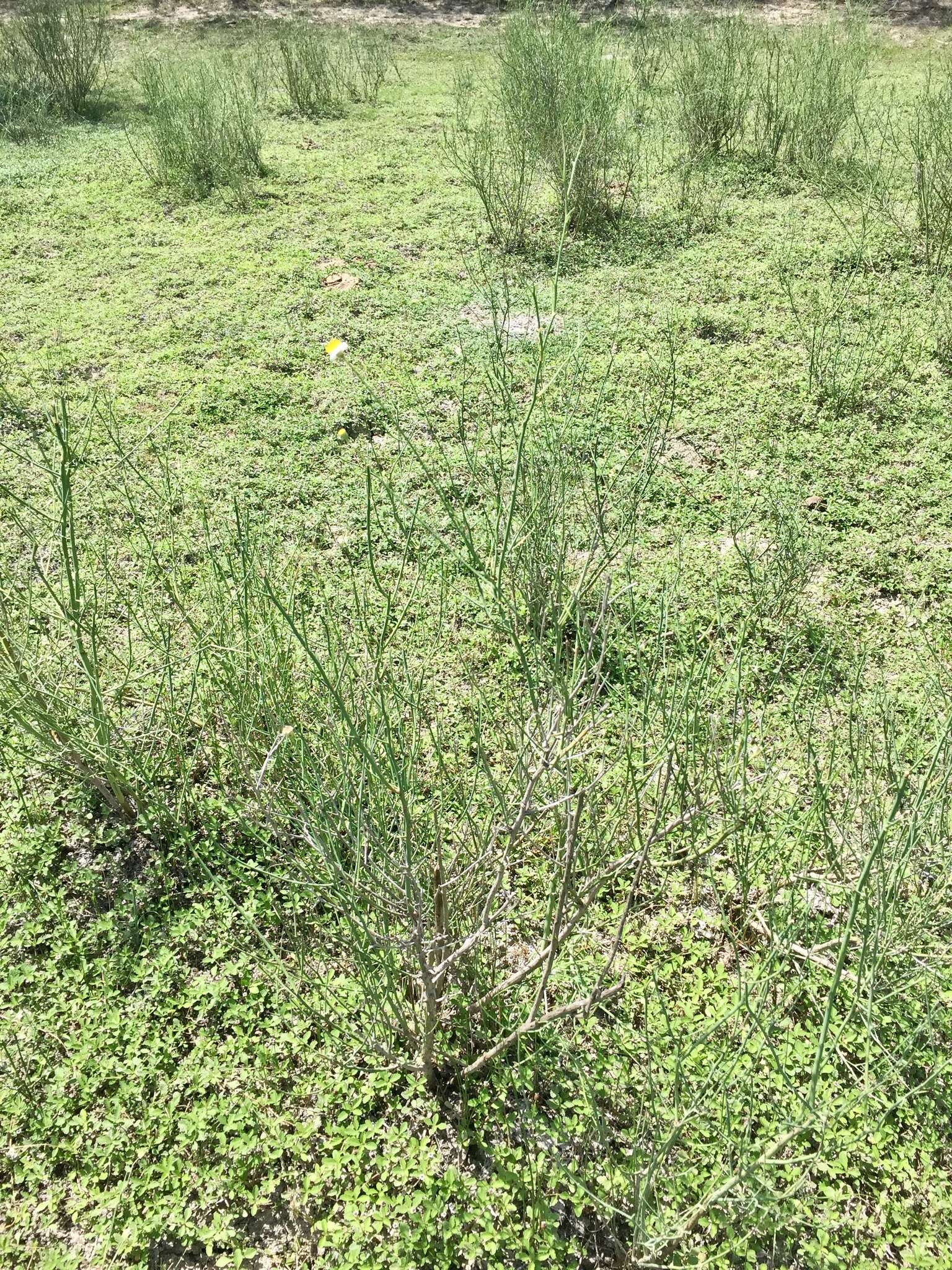 Image of Mexican-Devilweed