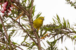 Image of Pale White-eye