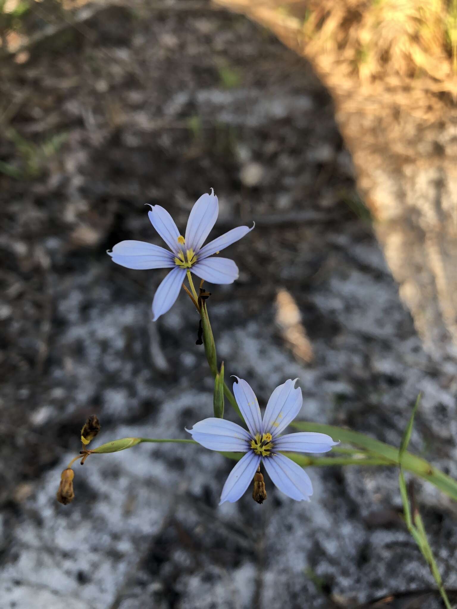 Image of jeweled blue-eyed grass