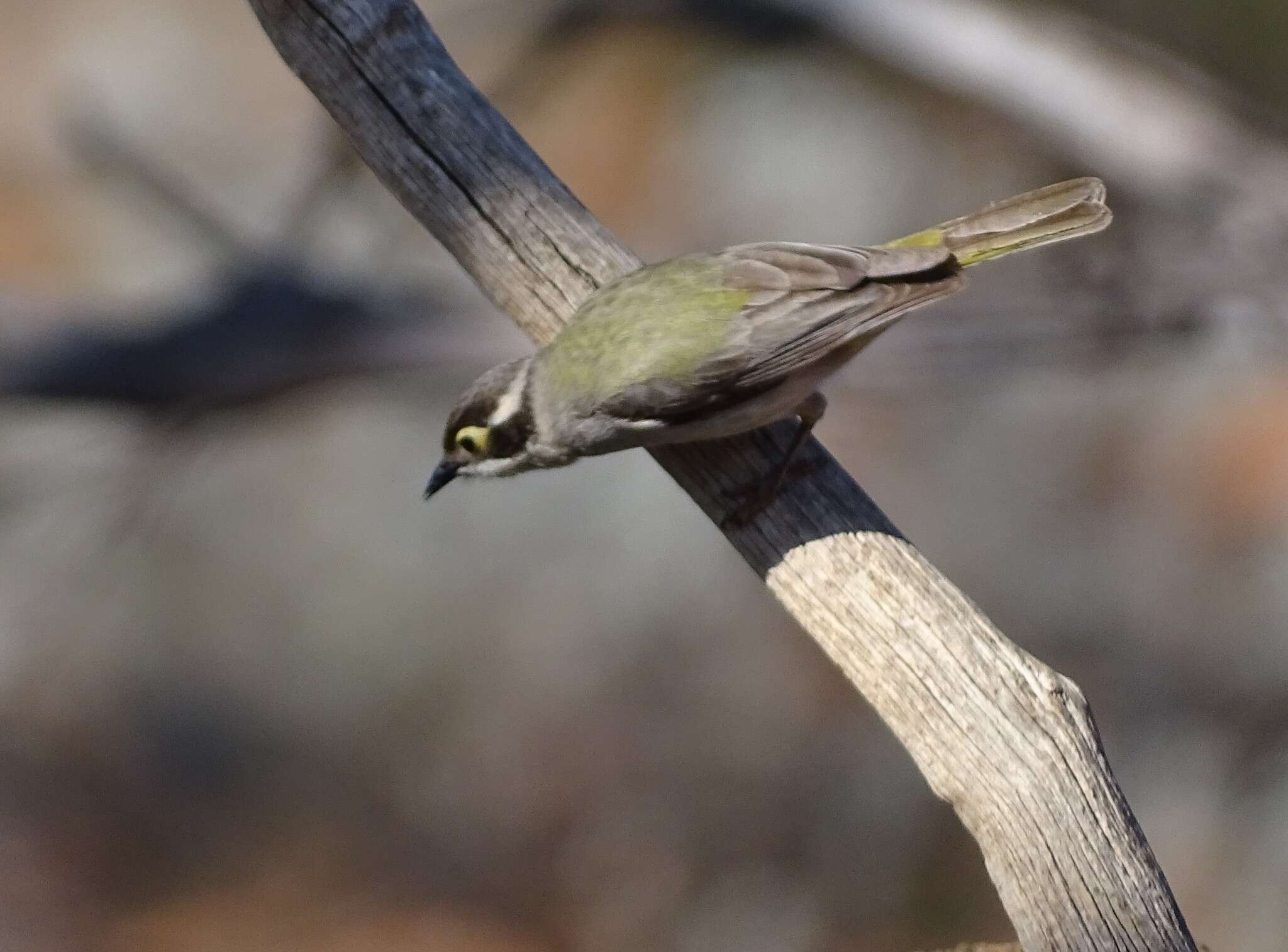 صورة Melithreptus brevirostris pallidiceps Mathews 1912